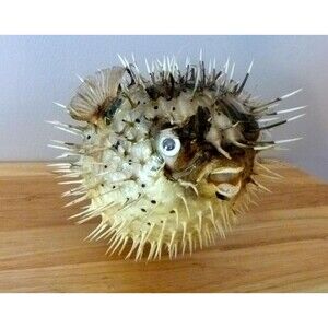 Toy Balloon Porcupine figure 6 - 8"  beach decor ocean teaching tool science